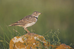  Kakaibang lark