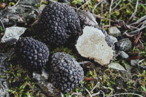  Summer truffle