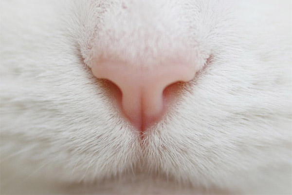 Bir Kedinin Kuru Bir Burnu Vardir Neden Ve Ne Yapmali