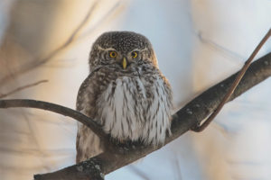  Pygmy owl