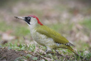  Burung beling hijau