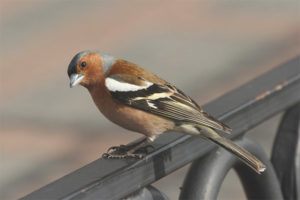  Chaffinch