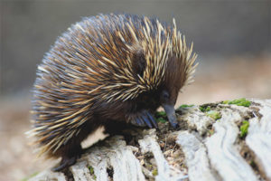  الاسترالية echidna