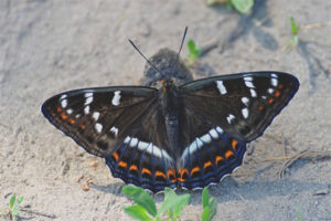  Butterfly lentochnik