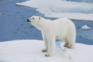  Oso polar