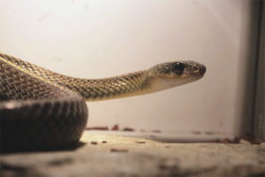  Serpent aux grands yeux
