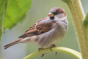  Rumah Sparrow
