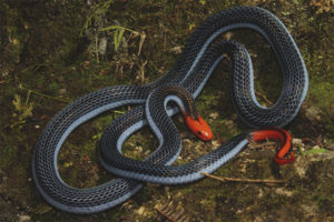  Divas svītrainās dziedzeru čūska