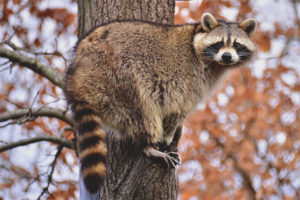  Waschbär Waschbär