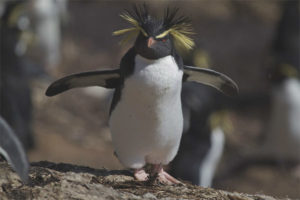  Penguin terpelai
