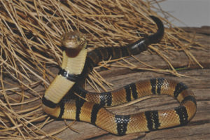  Žieduotasis kobra