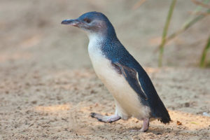  Penguin kecil