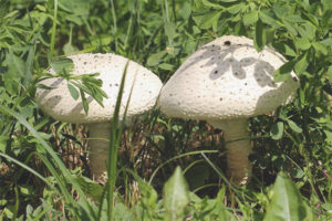  Amanita Vittadini