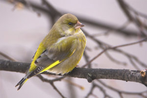  Common Greenfinch