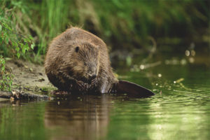  Common Beaver