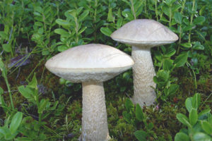  לבן boletus