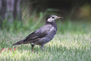  Gray starling
