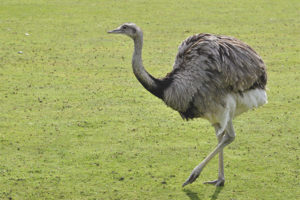  Ostrich rhea