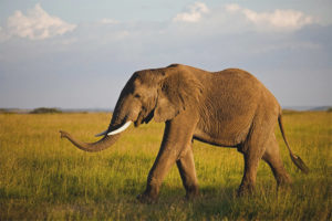  Elefant african