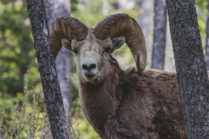  Altai mountain sheep