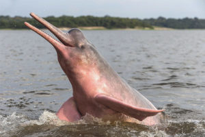  Амазонският делфин