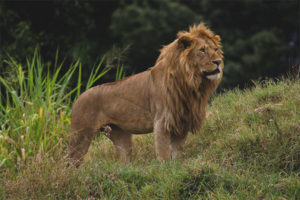  Ασιατικό λιοντάρι