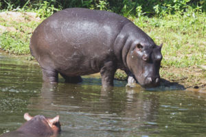  Hippo