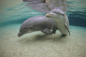  Dolphinul cu fețe albe