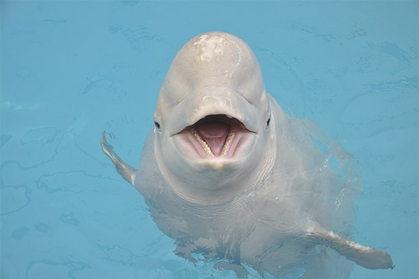 convergentie zoom tweede Belukha (dolfijn) - beschrijving, habitat, levensstijl