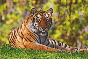  Bengalischer Tiger