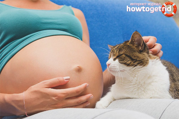  Kehamilan dan kucing