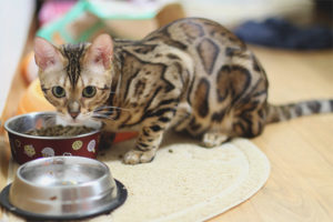  Bengal kedisi beslemek için ne