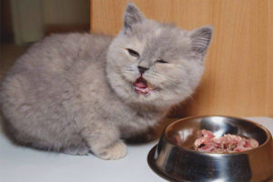  Hogyan táplálkozzon egy brit cica