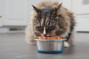  Hva å mate katten slik at han fikk vekt