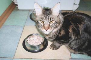  Apa yang perlu memberi makan kepada baka kucing Maine Coon