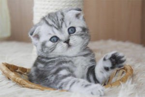  Wie füttere ich ein Scottish Fold Kätzchen?