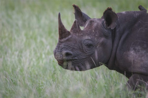  Rinoceronte negro