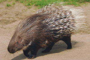  Stachelschwein