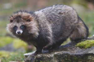  Raccoon dog