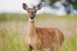  European roe deer