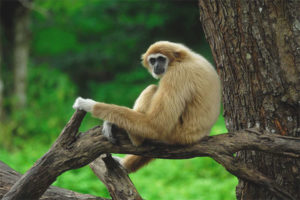  Gibbon