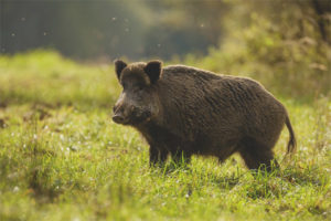  Wild boar