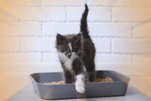  How often should a kitten go to the toilet?
