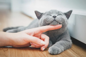  Kā gludināt kaķi vai kaķi