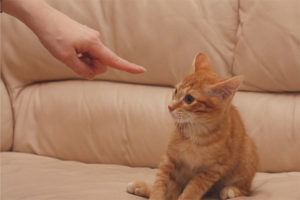  Cara menghukum kucing atau kucing