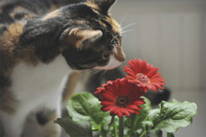  Как да предпазим цветята от котка
