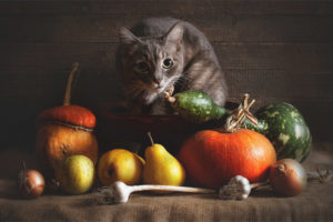  ชนิดของผักที่สามารถให้กับแมว