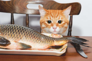  Che tipo di pesce può essere dato a gatti e gatti