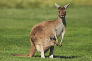  Kangaroo