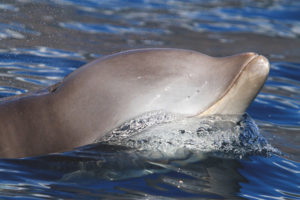  beaked whale